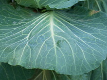 Cabbage Leaf In The Garden