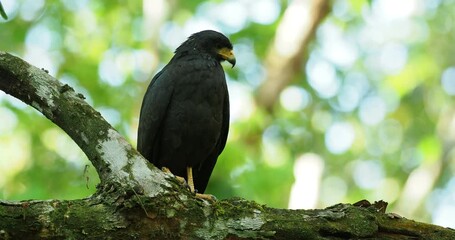 Wall Mural - Common Black Hawk - Buteogallus anthracinus  big dark bird of prey in the family Accipitridae, formerly Cuban black-hawk - Buteogallus gundlachii as a subspecies, on the tree, eats crab and fly away.