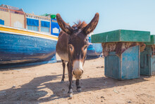 A Scraggy Looking Donkey In The Seaside Village Of Tafedna In Essaouira Province.