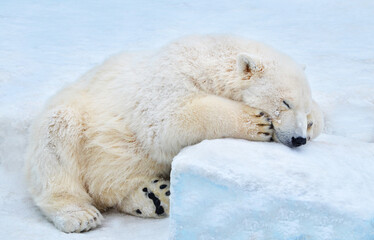 Wall Mural - polar bear in the snow