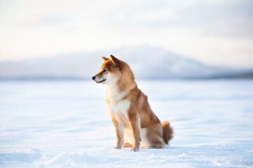 Wall Mural - shiba inu dog outside at sunset in winter. Beautiful shiba inu puppy sitting on the frozen lake on mountain background