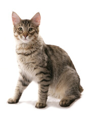 Naklejka na meble pixie bob cat