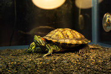 Red-eared Turtle In A Home Terrarium. Reptile Sitting Under A Heat Lamp