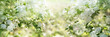 White blooming spirea shrub in sunny spring. Seasonal background mit hellem bokeh and and short depth of field. Space for text.