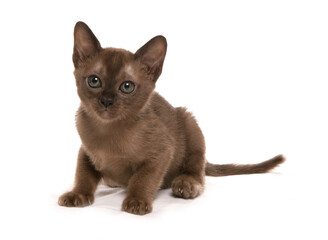 Sticker - Burmese Kitten