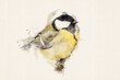 Great tit, Parus major, passerine bird in the tit family, Paridae. Watercolor Illustration.