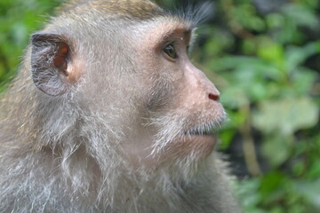 close up of a macaque