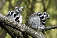 Ring-tailed Lemurs On Branch