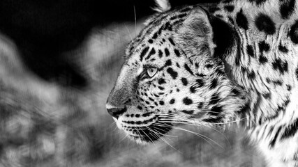 Wall Mural - Leopard portrait in black and white