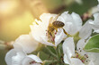 Honey bee Pollinating Apple Tree in Spring with white blossoms opposite the sun's rays,  Close up,