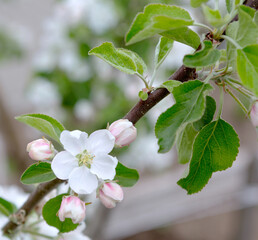 Sticker -  Blossom  apple tree in spring time.