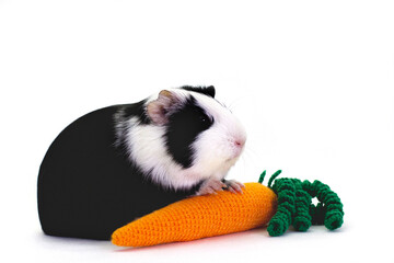 Wall Mural - guinea pig with a knit toy carrot