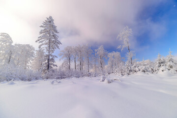 Wall Mural - Sunny snowy landscape