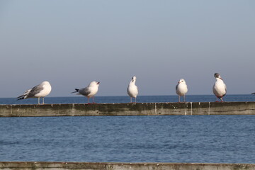 white seagulls on the pier, seagulls on the sea, blue see and sky