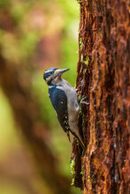 Woodpecker At Work, Hoh Rain Forest, Olympic National Park, USA