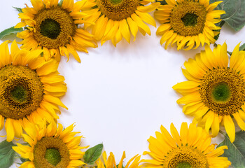 Wall Mural - sunflower flowers on a white background. Summer background with space for text.