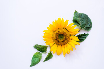 Wall Mural - sunflower flower on a white background. Summer background