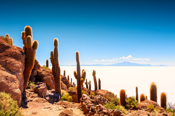 Wall Mural - Big green cactuses on Incahuasi island, Salar de Uyuni salt flat, Altiplano, Bolivia. Landscapes of South America