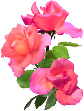Three Bright Pink Roses Bunch Isolated On White