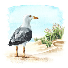 Seagull Or Sea Gull Standing On The Sand On The Background Of The Sea Dunes. Hand Drawn Watercolor Illustration Isolated On White Background