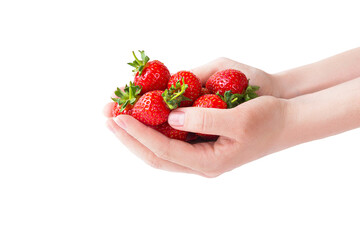 Wall Mural - Ripe local produce organic strawberry. Young woman holding heap of red berries in bare hands. Strawberries isolated on white background