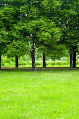 Wall Mural - Spring landscape - bright green trees with young foliage on a bright warm sunny day in early spring.