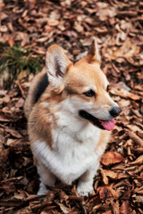 Wall Mural - Charming little English Shepherd dog. Walking with dog in fresh air in forest. Pembroke Tricolor Welsh Corgi sits in woods in autumn yellow leaves and smiles.