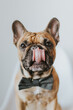 © Rachel Gulotta Photography/Stocksy - Dapper French Bulldog Puppy in a Bowtie