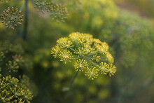 Yellow Dill Flowers