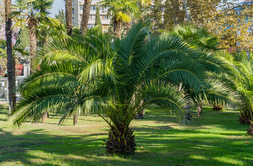 Luxury leaves of beautiful palm tree Canary Island Date Palm (Phoenix canariensis) in city park Sochi. Beautiful exotic landscape for any design. with big and young palms.