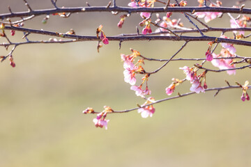 Wall Mural - 早咲きの桜