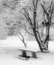 Arboretum Snow In Black And White