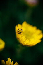 Detail Of A Tiny Ladybug In The Gardens