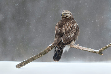 Fototapete - Rough-legged buzzard ( Buteo lagopus ) in winter scenery