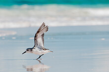 Plover Bird Stretching Wings