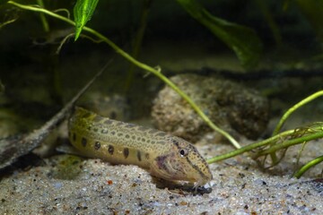 Canvas Print - spined loach, funny and weird dwarf coldwater fish in European nature aquarium, close-up portrait on sand bottom among green vegetation, vulnerability of nature concept