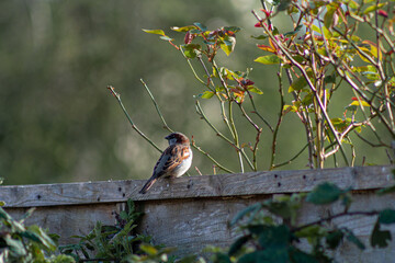 bird in the garden