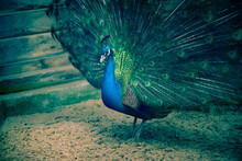 Magnificent Male Peacock With Its Exotic And Colorful Tale
