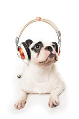 Poster - dog listening to music with headphones isolated on white backgro