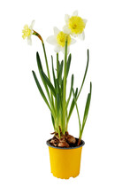 Daffodil Houseplant. Narcissus Spring Bulbous Plant In The Pot Isolated On White