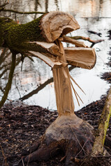 Canvas Print - Fallen and pinched tree trunk bitten by a beaver.