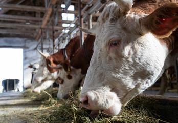 Canvas Print - Cows eating lucerne in stable