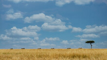 Six Zebras Walking In A Row In The Bush, Kenya