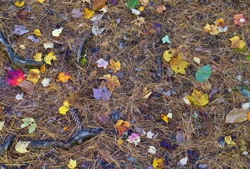Wall Mural - Grass covered with colorful red, orange and yellow leaves in autumn