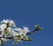 Spring Flowers on bleu sky