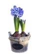 White spring background with blooming Blue hyacinths