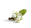 Plum tree flower isolated on white background