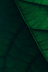Avocado Leaf Macro Texture