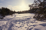 Fototapeta Konie - Snow path in the winter forest on a frosty day.