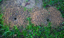 Burrow Openings Of Ground-nesting Plasterer Bees Of The Family Colletes. 